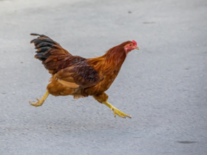 Chicken crossing the road