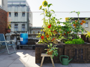 Raised bed garden with tomatoes growing on roof deck of brick building in a city.